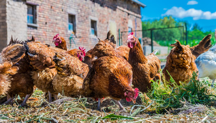 Chickens on traditional free range poultry farm © monticellllo