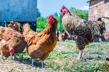 Chickens on traditional free range poultry farm