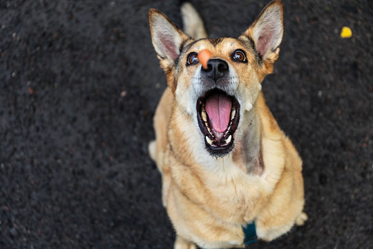 Excited Red Dog Catching Snack In Countryside