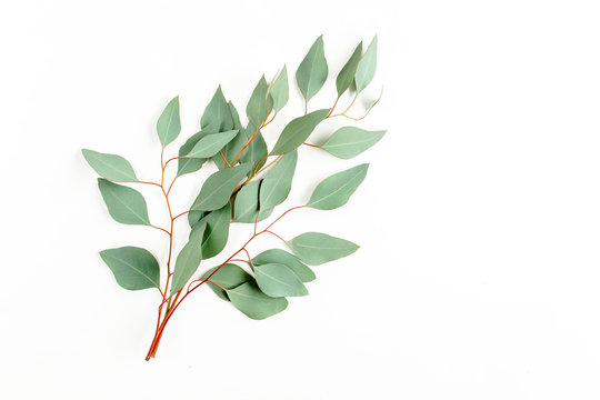A bunch of twigs green eucalyptus  and leaves isolated on white background. flat lay, top view