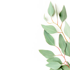 Eucalyptus branch, leaves isolated on white background. Flat lay, top view. floral concept