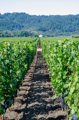 Fototapeta na wymiar vineyard in napa valley