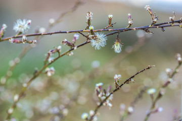 Dandelion small white flowers background.