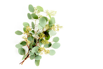 A bunch of twigs green eucalyptus  and leaves with fruits in the form of berries isolated on white background. flat lay, top view © K.Decor