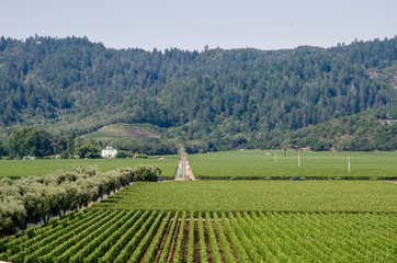 Fototapeta na wymiar vineyard in napa valley