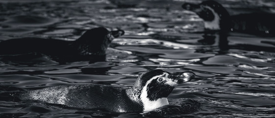 Swimming penguines