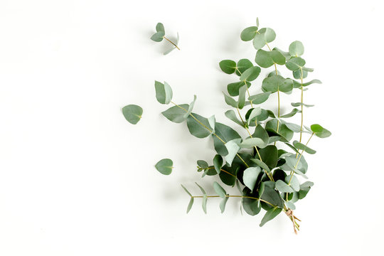 A bunch of twigs green eucalyptus  and leaves isolated on white background. lay flat, top view