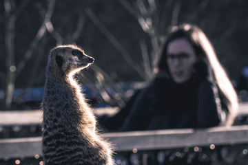 meerkat on guard