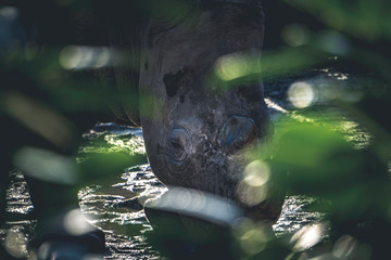 rhino hiding behind a bush