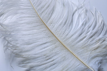 Big white ostrich feather on a white background.Close-up.