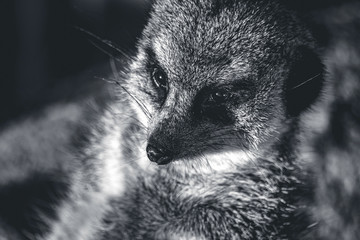 potrait of a meerkat