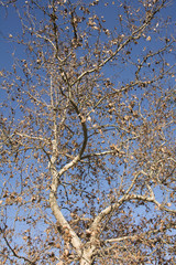 albero spoglio autunno