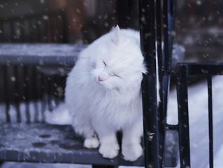 cat