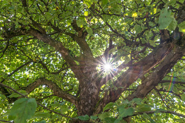 Sonnenstrahlen scheinen durch das Blätterdach eines Apfel Obstbaumes in einem Garten, Deutschland