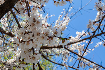Cherry tree branch strewn with white flowers on a background of blue spring sky