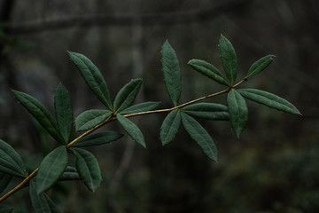 Close-up leaves