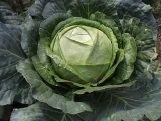 Obraz premium white cabbage in the garden a rich harvest