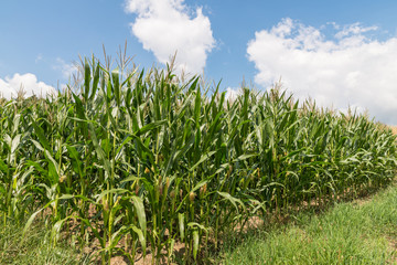 Maisfeld an einem schönen Sommertag mit Wolken und blauem Himmel, Deutschland