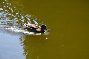 Duks in Wilhelmshoehe Castle Park, Kassel