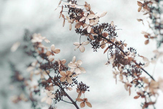 Close-Up Of Flowers Growing On Branches During Winter