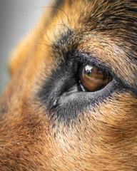 German Shepherd Eye Closeup