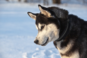 Dog breed Siberian Husky portrait on winter frozen lake