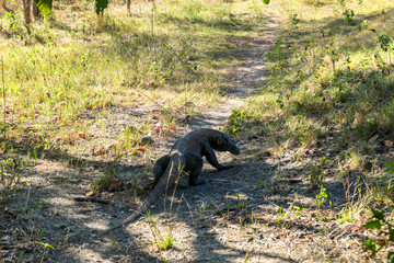 A gigantic, venomous Komodo Dragon roaming free in Komodo National Park, Flores, Indonesia. The dragon walking on a pathway, following a scent, looking for pray. Dangerous animal