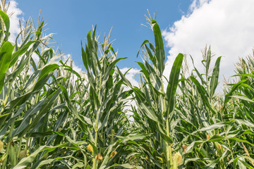 Maisfeld an einem schönen Sommertag mit Wolken und blauem Himmel, Deutschland