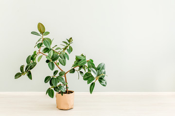 Ficus in home in flowerpot on white background. Modern minimalistic interior with an home plant. Flat lay, top view minimal concept. 