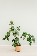 Ficus in home in flowerpot on white background. Modern minimalistic interior with an home plant. Flat lay, top view minimal concept. 