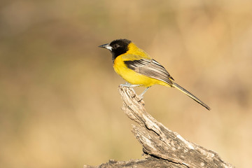 Audubon's Oriole, Rio Grande Valley, Texas