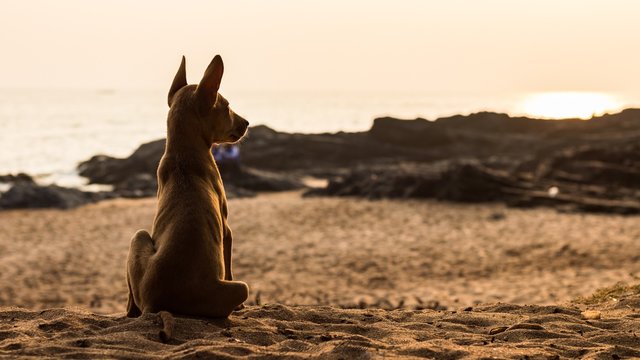 Brown Dog Relaxing On Sandy Beach