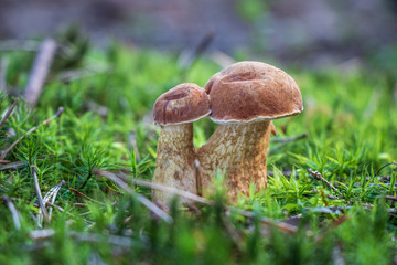 Bitter boletes (Tylopilus felleus) growing in moss