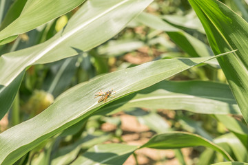 Wespe sitzt auf einem Blatt einer Maispflanze und sonnt sich, Deutschland