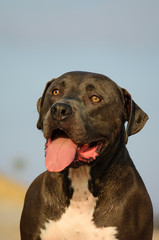 American Pit Bull Terrier dog portrait against blue sky