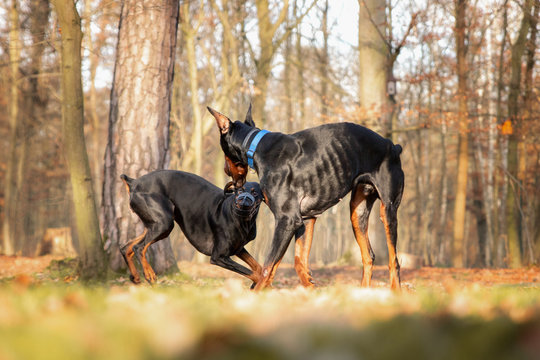 Zwei Doberm&auml;nner beim spielen 