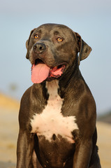 American Pit Bull Terrier