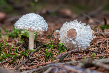 White mushrooms growing in the forest