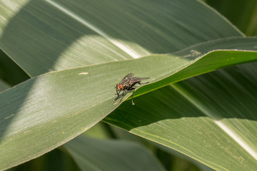Fototapeta premium Fliege sitzt auf einem Blatt einer Maispflanze und sonnt sich, Deutschland