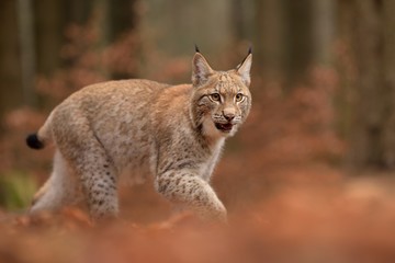 Eurasian Lynx ( lynx lynx) in the natural environment . Taken in Czech Republic