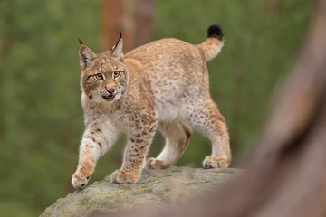 Naklejka na ściany i meble urasian Lynx ( lynx lynx) in the natural environment . Taken in Czech Republic