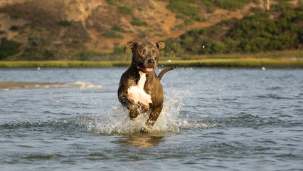 American Pit Bull Terrier