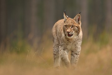 urasian Lynx ( lynx lynx) in the natural environment . Taken in Czech Republic