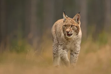 Deurstickers urasian Lynx ( lynx lynx) in the natural environment . Taken in Czech Republic © Lubomir