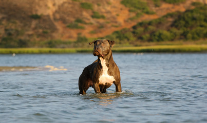 American Pit Bull Terrier dog standing in wat