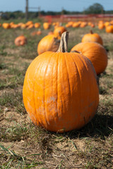 pumpkins in field