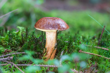Bay bolete (Imleria badia) growing in moss