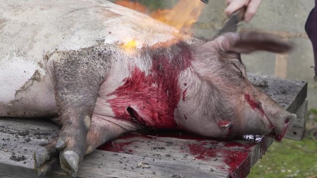 Traditional pork slaughter in Spanish custom.