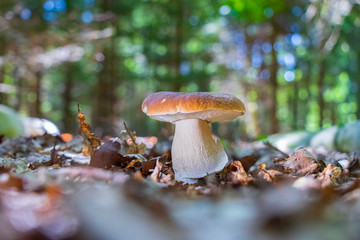 King bolete (Boletus edulis) growing in the forest
