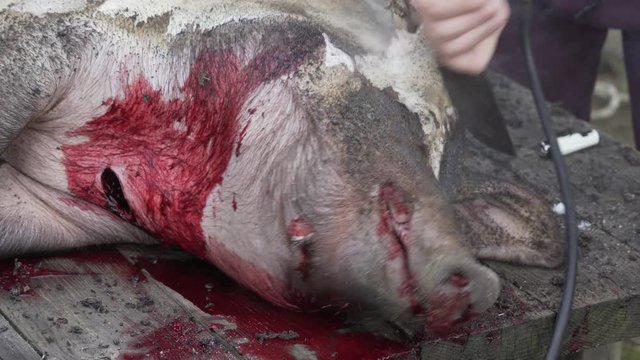 Traditional pork slaughter in Spanish custom.